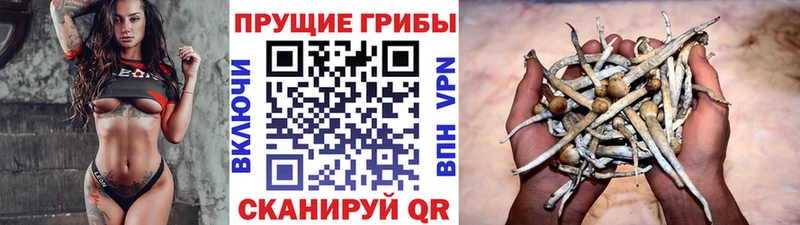 Галлюциногенные грибы Cubensis  Купить  Заозёрск 